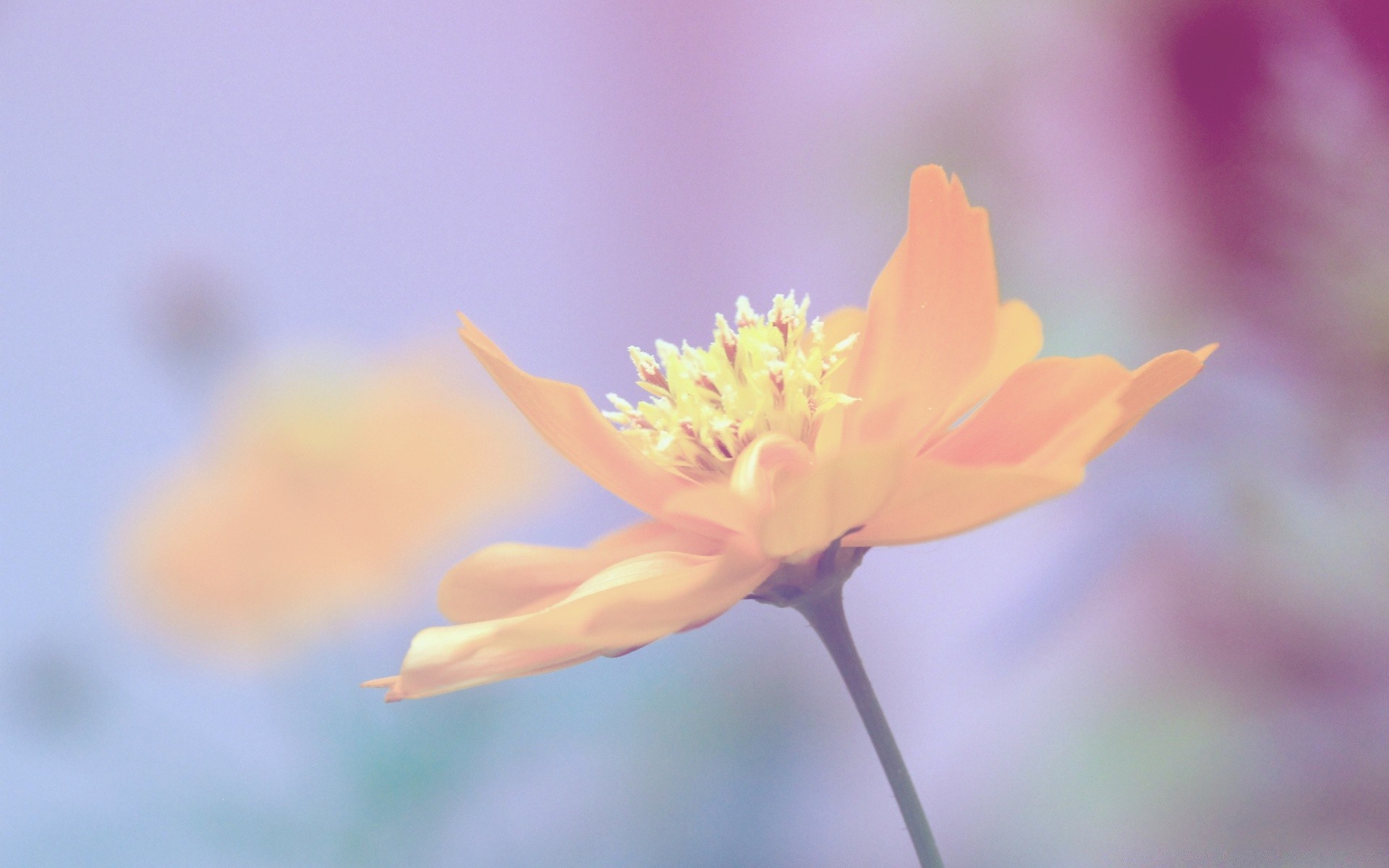 blumen blume natur unschärfe im freien flora blatt sommer garten wachstum sanft blütenblatt