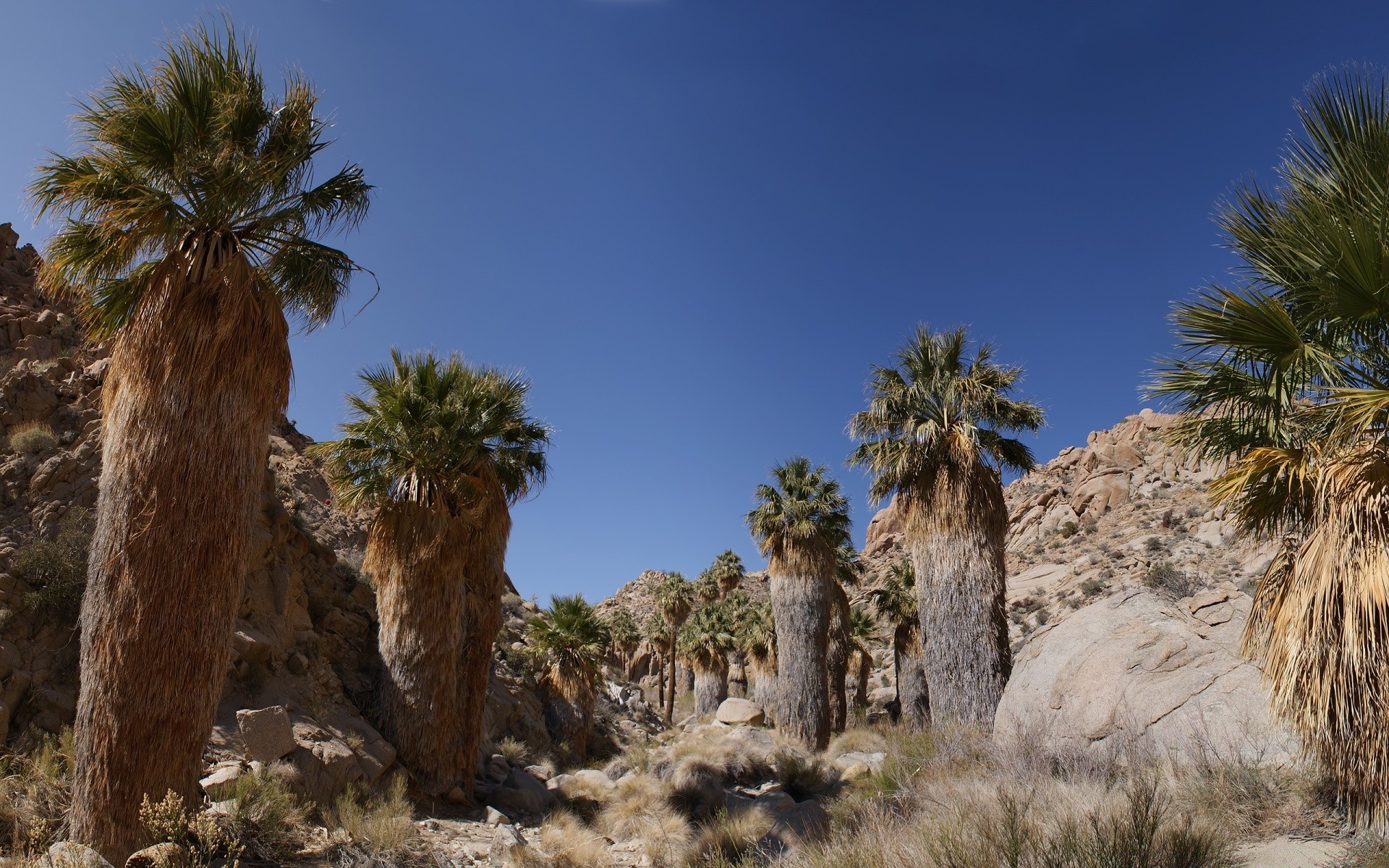 wüste reisen baum palmen himmel im freien tourismus oase tropisch sand natur landschaft urlaub exotisch sommer tageslicht