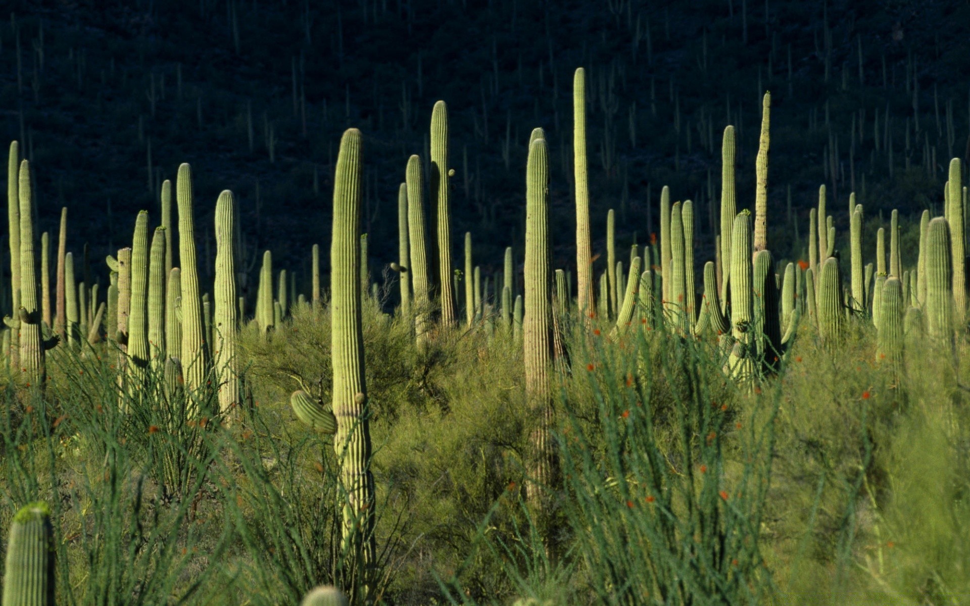 deserto natura flora paesaggio cactus all aperto albero desktop crescita legno colore