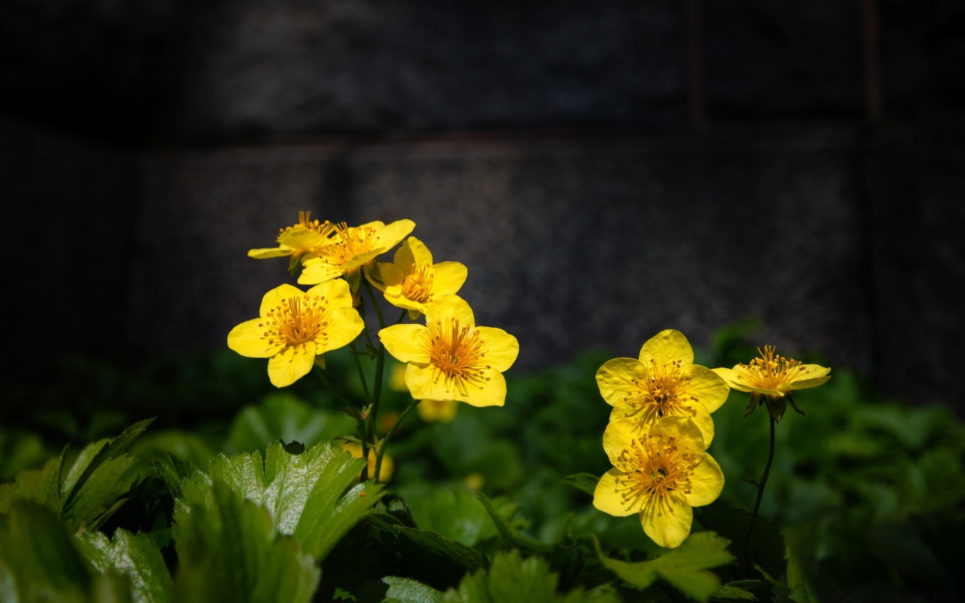 fleurs nature flore fleur feuille jardin été à l extérieur croissance floral bluming couleur