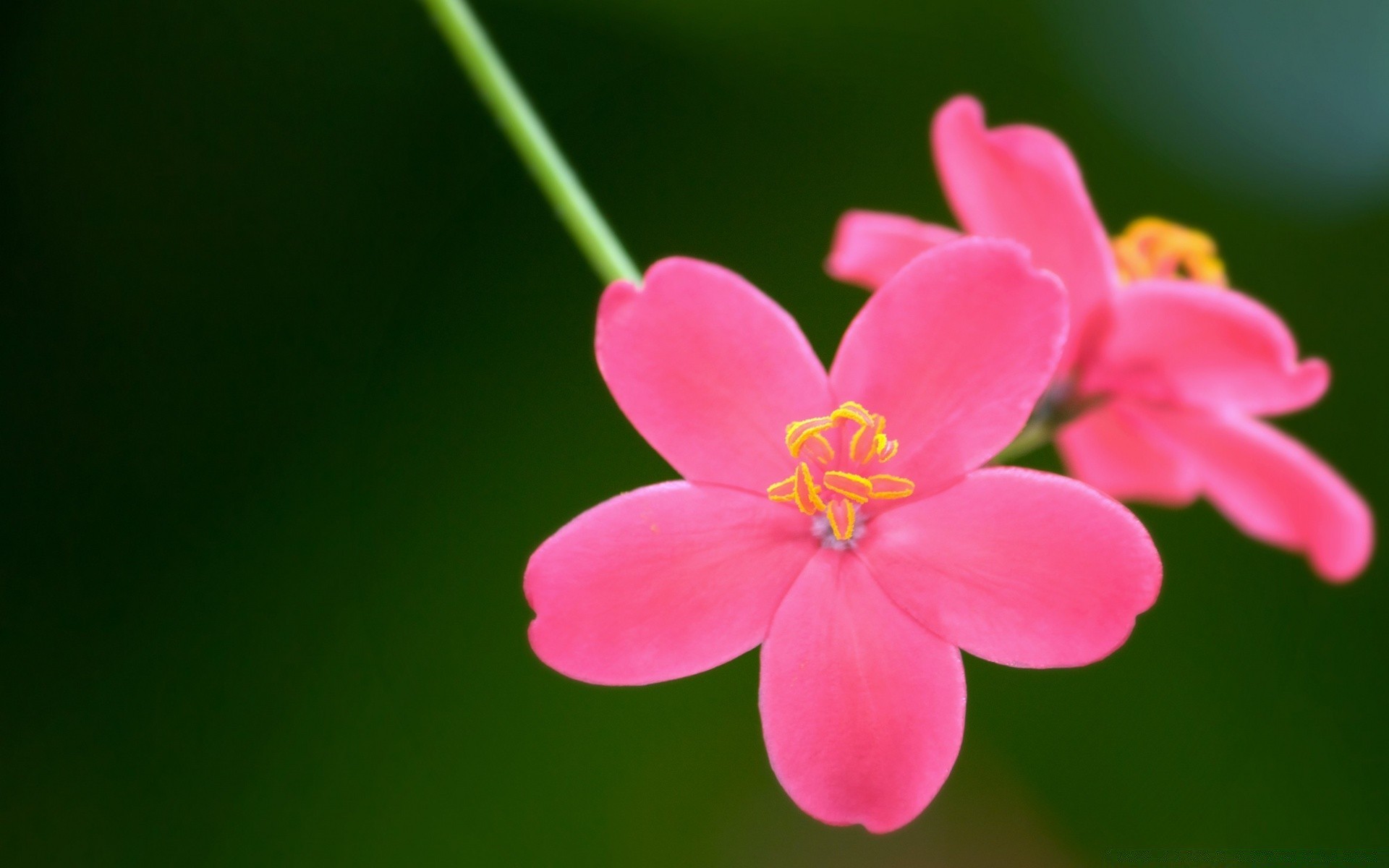 fleurs nature fleur été feuille flore lumineux jardin à l extérieur pétale croissance