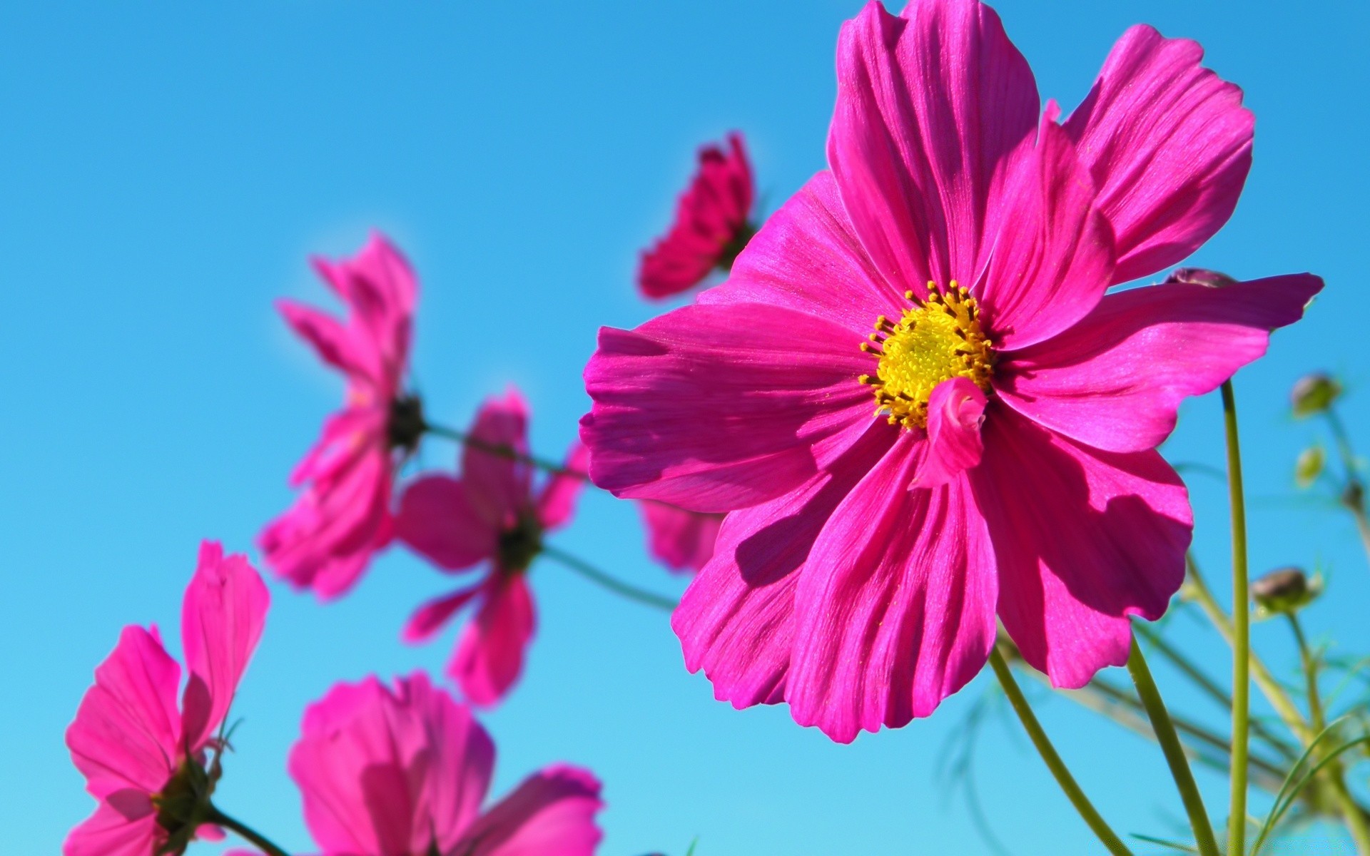 flores flor naturaleza verano flora jardín pétalo espacio hoja bluming floral hermoso color brillante crecimiento polen campo