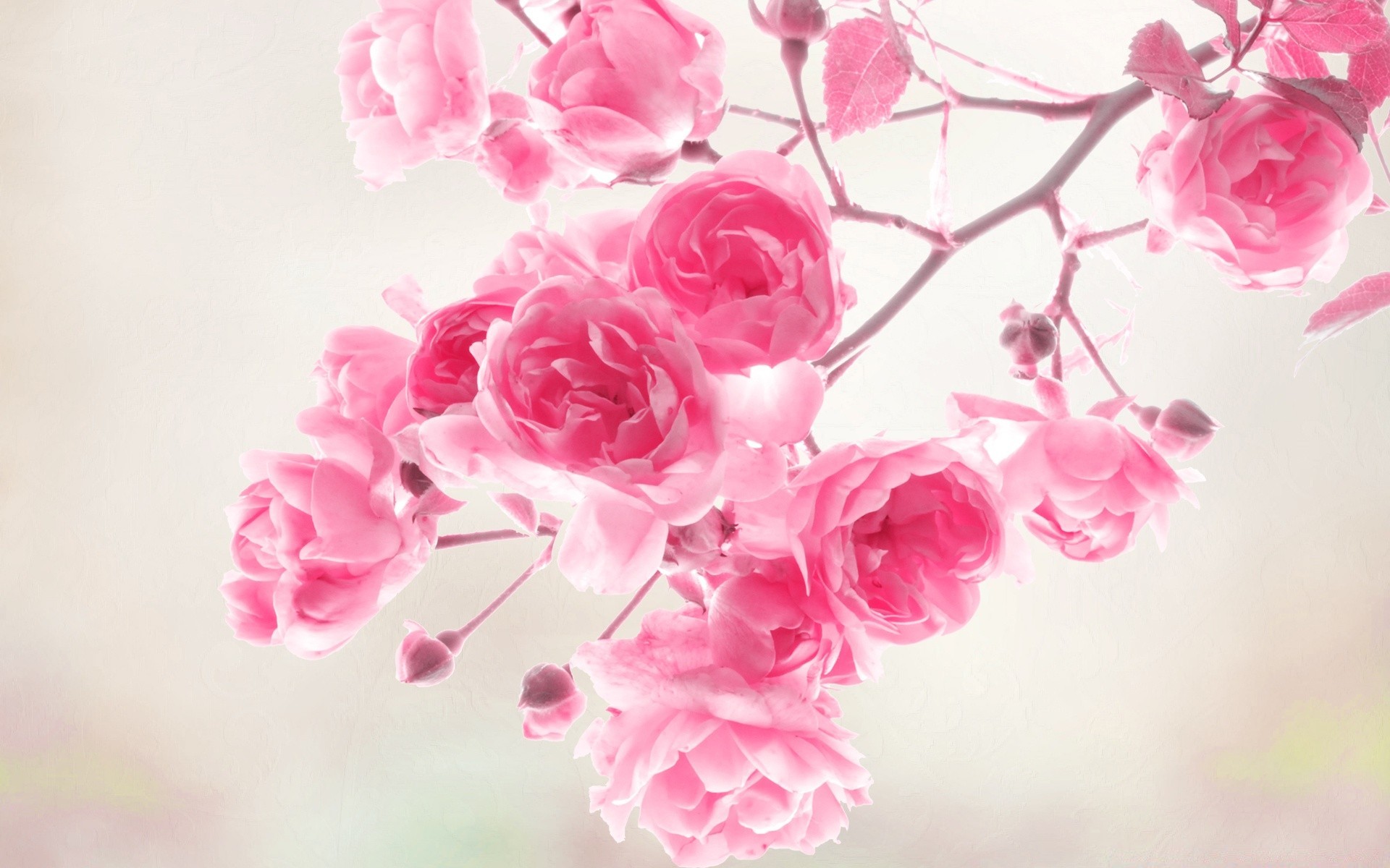 цветы розовые flowers pink загрузить