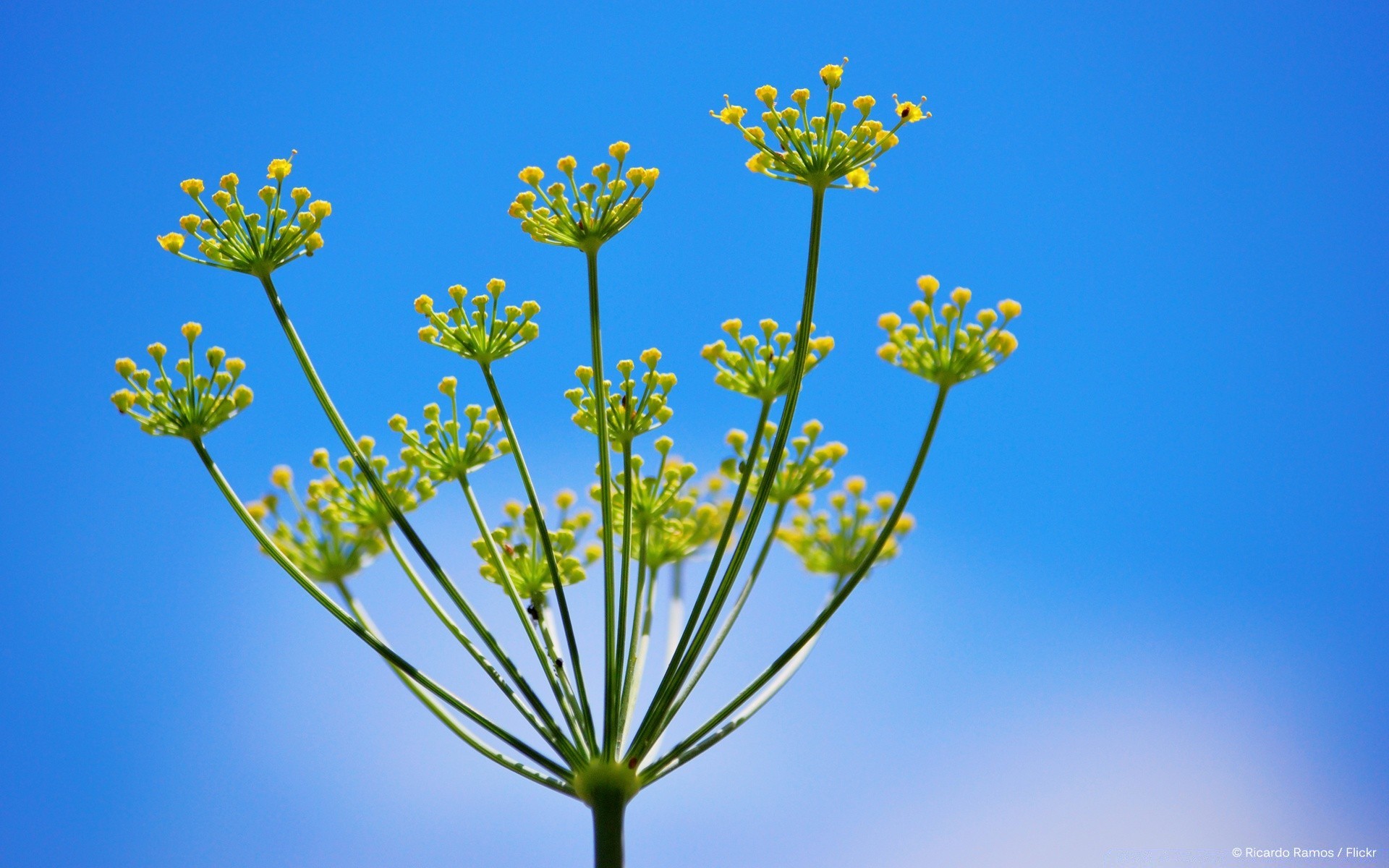 kwiaty natura kwiat na zewnątrz liść flora lato wzrost