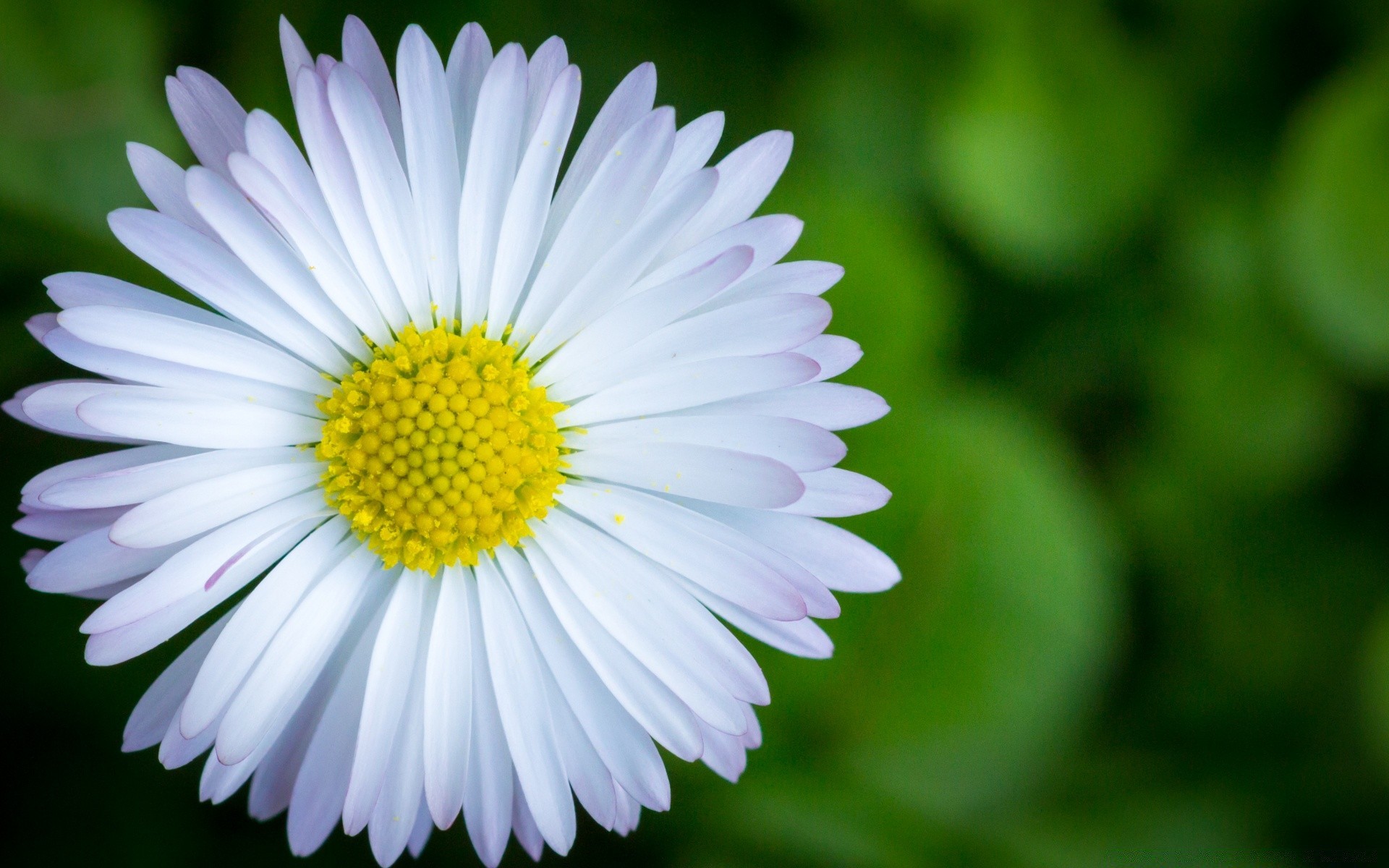 flowers nature flora flower summer garden close-up color blooming petal bright leaf floral beautiful