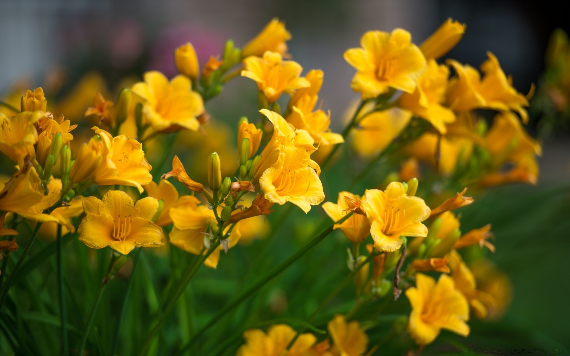 flowers flower nature summer flora leaf garden bright blooming floral easter petal color fair weather season bouquet growth outdoors