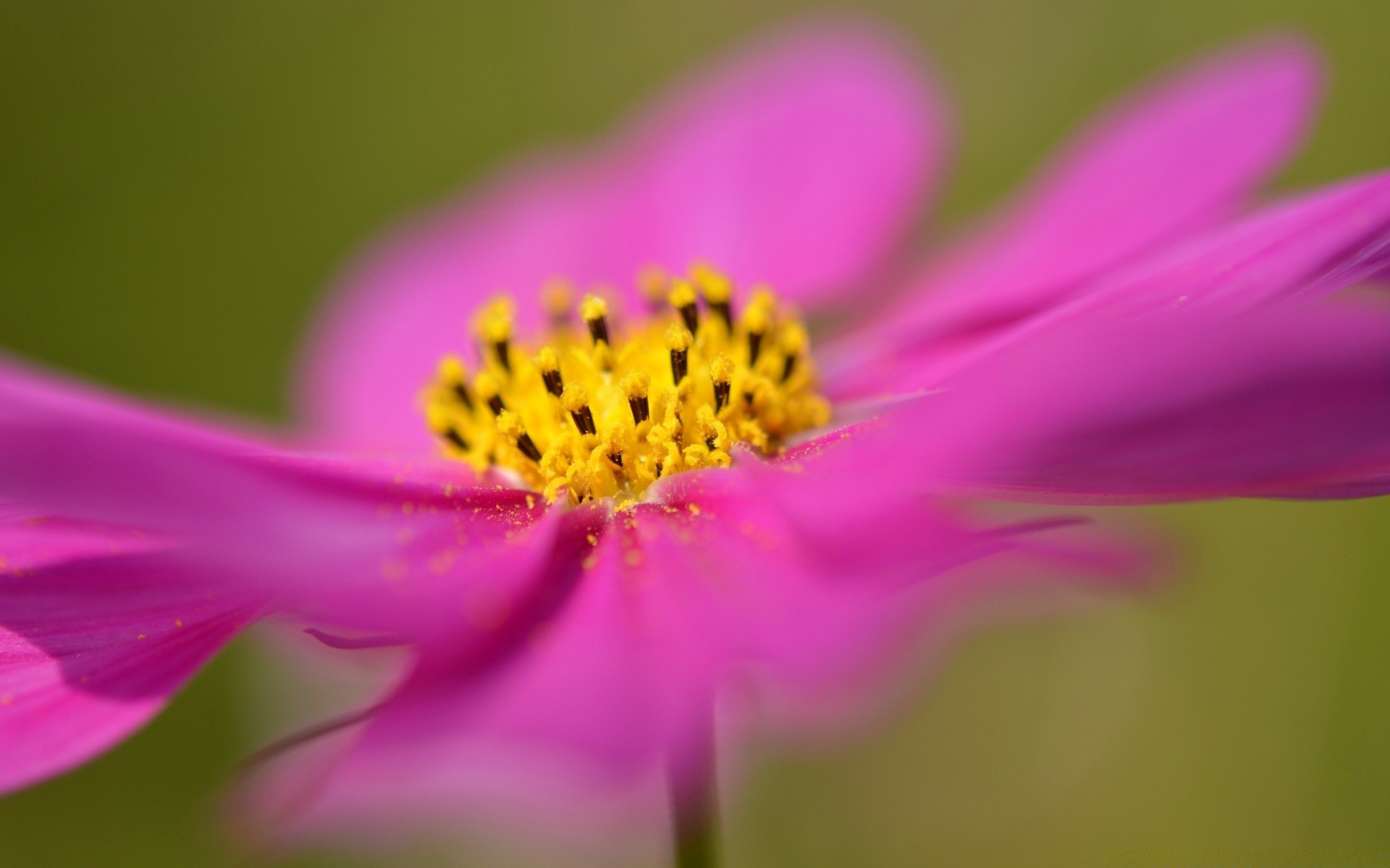 fiori natura fiore estate flora foglia sfocatura colore giardino