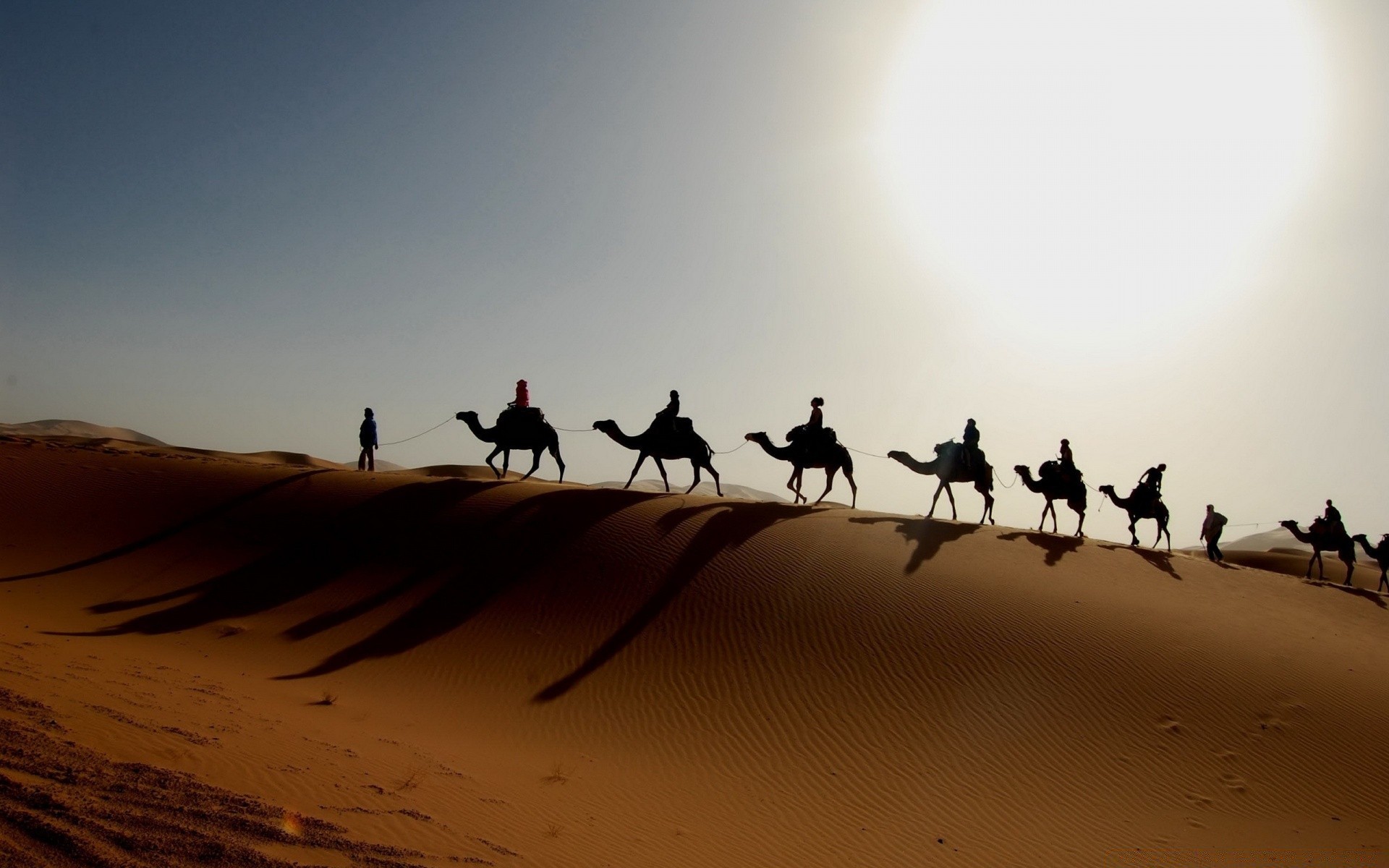 desert sand camel beach sunset travel landscape sun backlit dawn outdoors action mammal sky adventure daylight arid fair weather