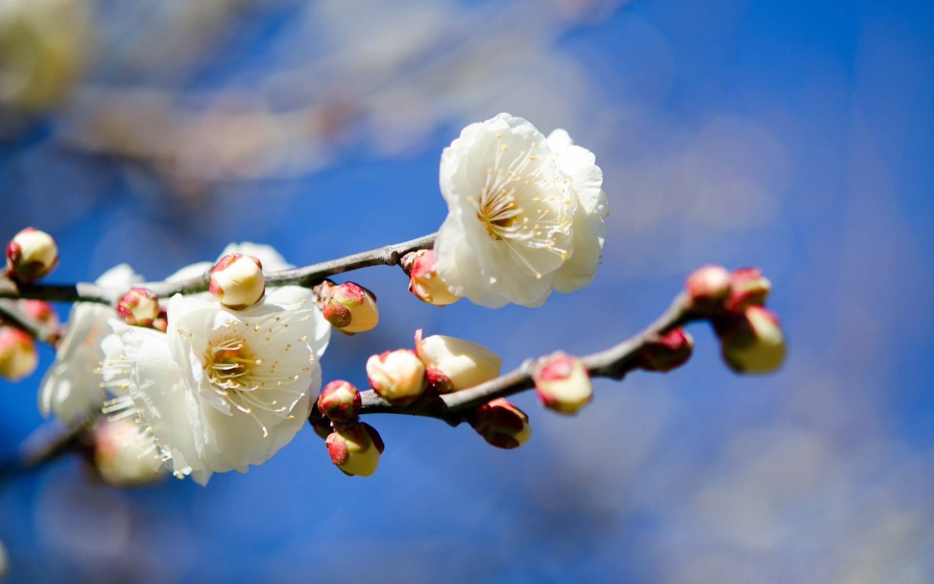 blumen blume natur kirsche baum zweig winter kumpel im freien apfel pflaume wachstum flora blatt aprikose unschärfe garten zart ostern