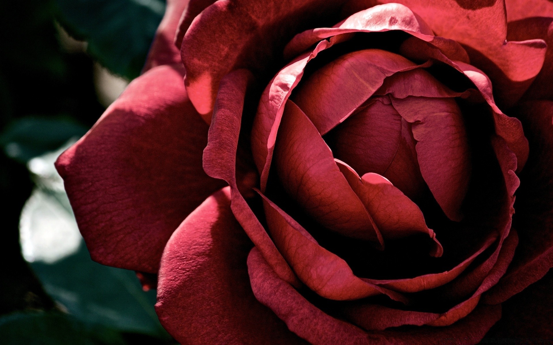 çiçekler gül çiçek aşk aşk taçyaprağı romantizm çiçeklenme doğa yaprak botanik yıldönümü parfüm düğün flora çiçek