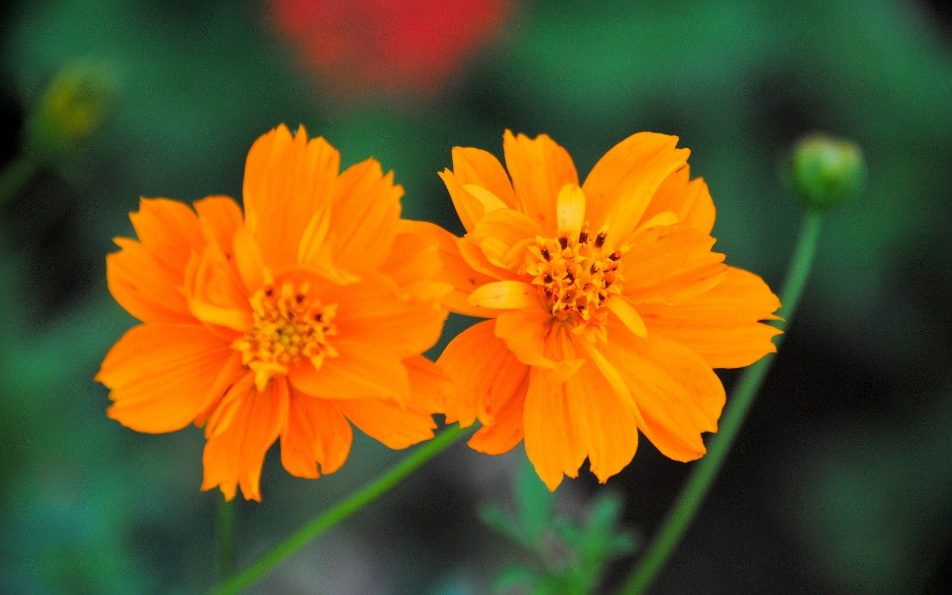 fleurs nature fleur été flore feuille lumineux jardin pétale croissance bluming à l extérieur floral pollen couleur