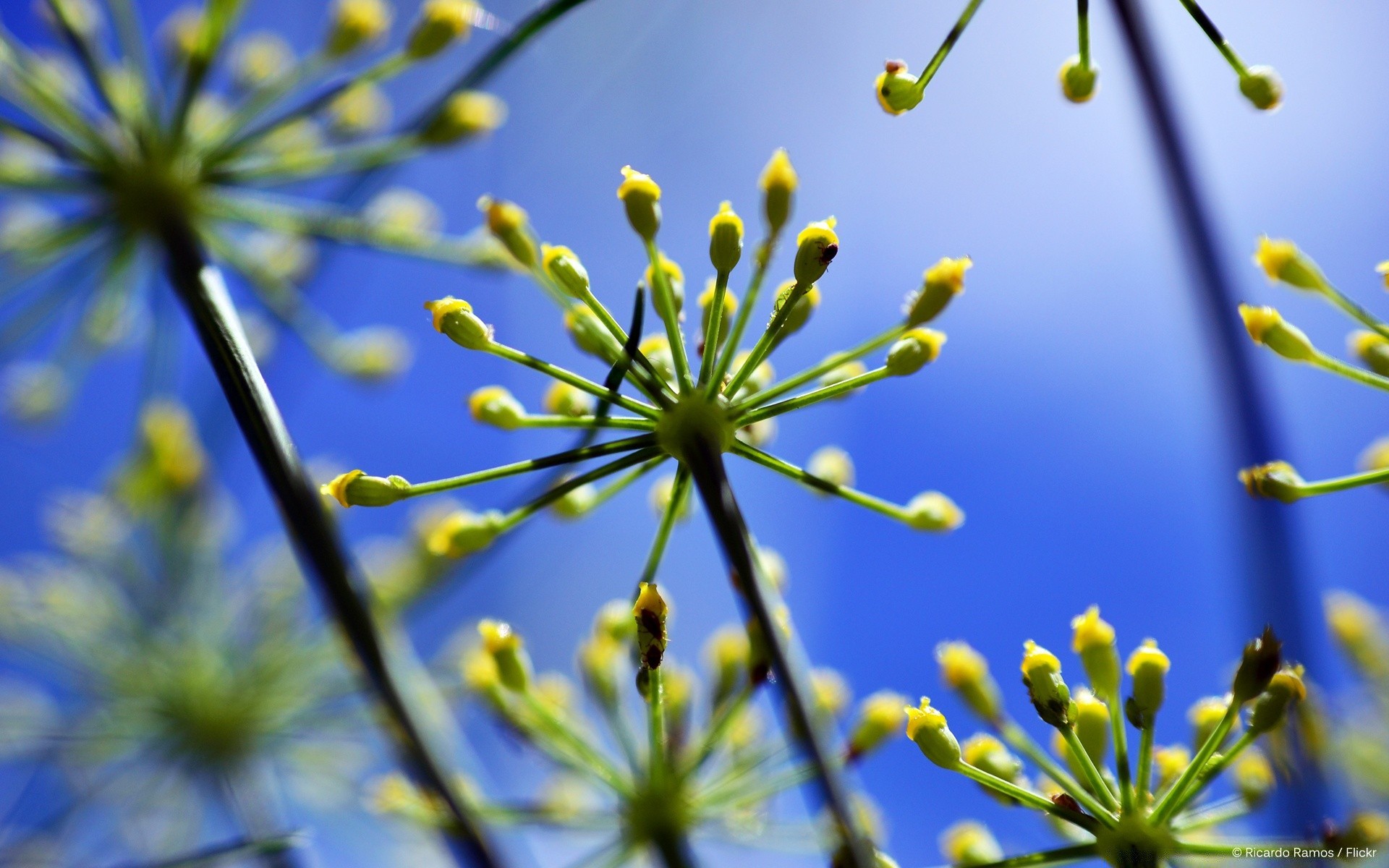 flowers nature flora flower garden growth season close-up blooming outdoors bud leaf blur summer petal color branch desktop tree field