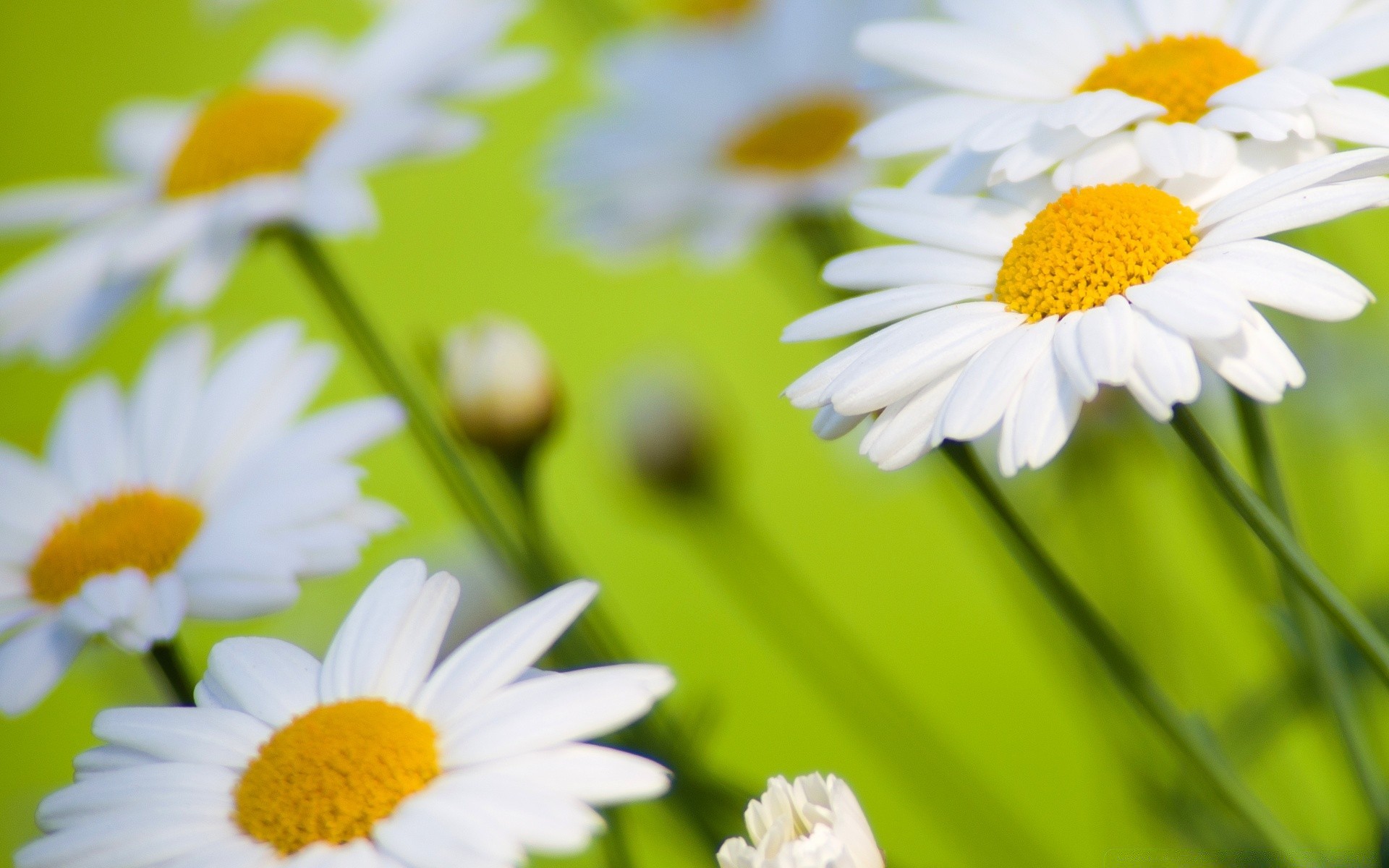 çiçekler papatyalar doğa yaz flora çiçek yaprak parlak büyüme bahçe güzel hava çimen taçyaprağı alan saman otu