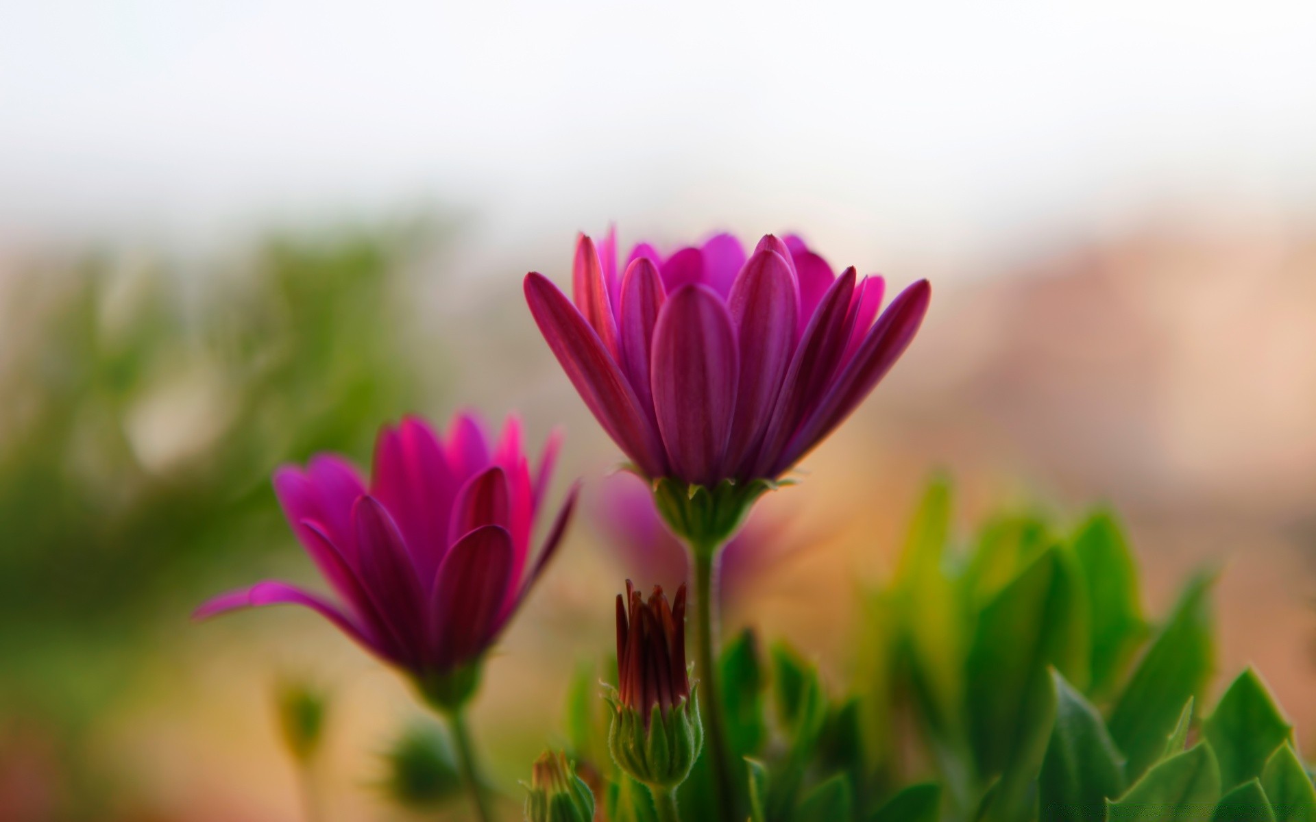 fiori natura estate fiore foglia bel tempo flora giardino sole crescita luminoso campo erba