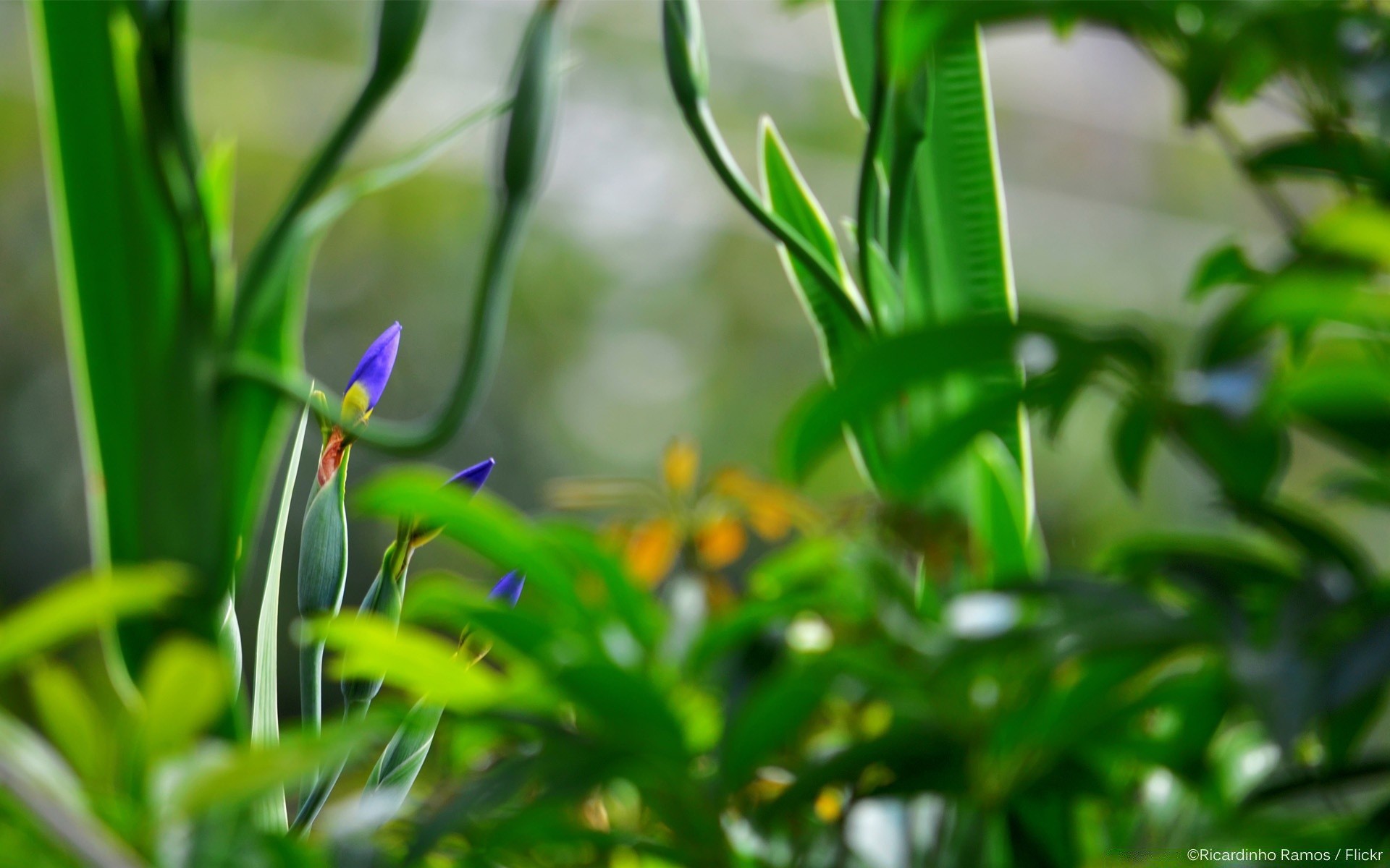 花 叶 自然 植物群 生长 花园 夏天 模糊 花 草 环境 颜色 明亮 果壳 户外