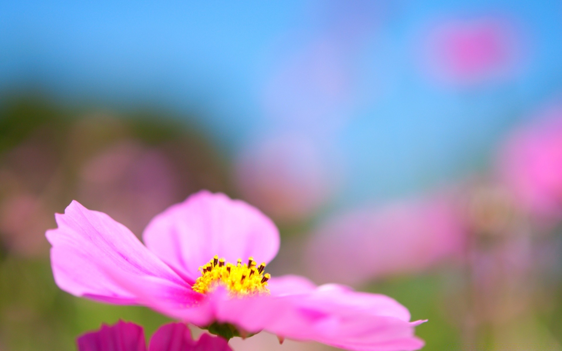 fiori natura estate fiore foglia sfocatura all aperto luminoso flora bel tempo dop giardino erba crescita