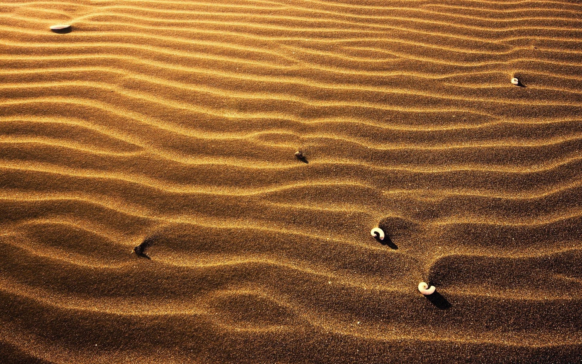 deserto sabbia spiaggia sentiero arido mare runing da solo avventura arid dune struttura modello ondulazione natura solitudine ombra viaggi