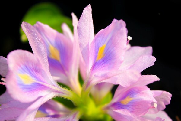 Delicate flowers on a black background