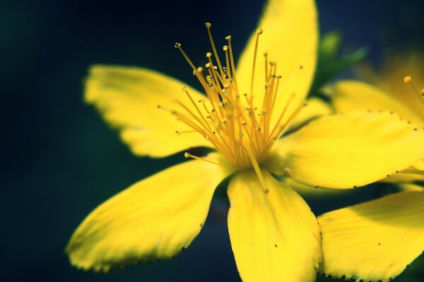 Gelbe Blumen auf schwarzem Hintergrund