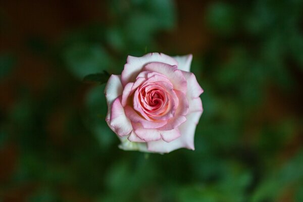 Delicada rosa macro disparo