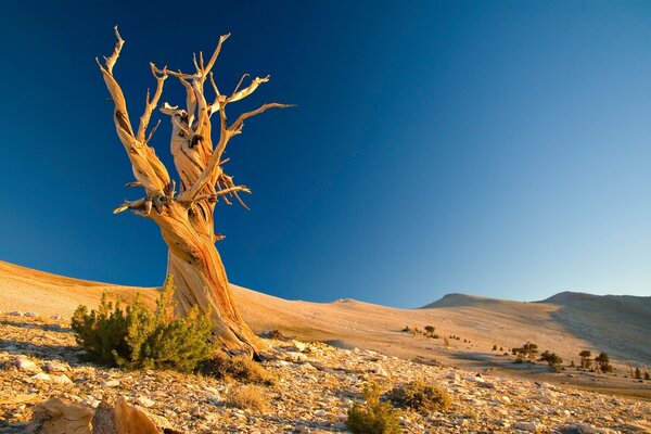 A curved tree in a deserted desert