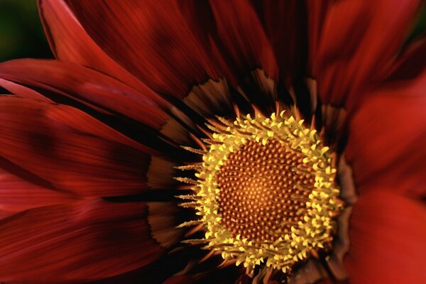 Red petals with a yellow center