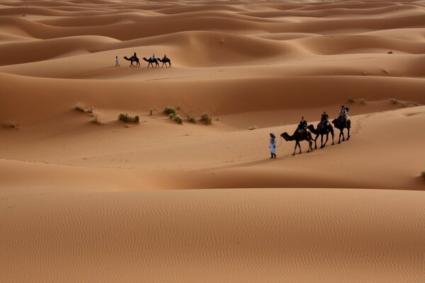 Tired camels are led in the dry desert