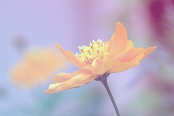 La fleur jaune ne plaît pas aux yeux