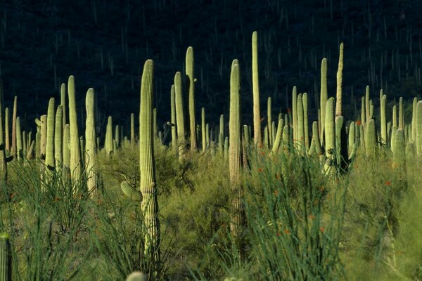 Oasi con cactus su sfondo nero