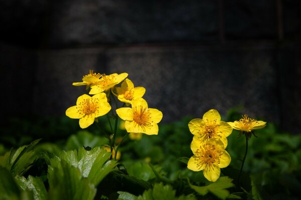 Gelbe Blumen auf schwarzem Hintergrund