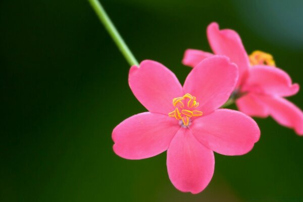 Fleurs roses sur fond vert