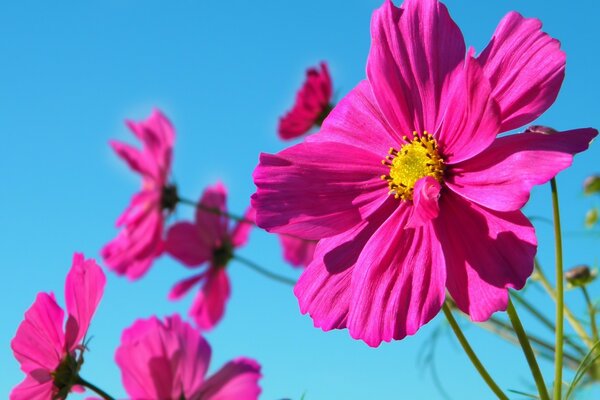 Schöne Blumen am klaren Himmel