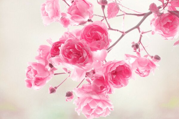 A blooming delicate sprig of sakura