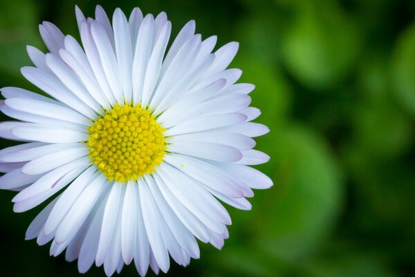 Chamomile in the sunlight