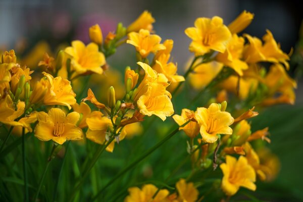 Strauß gelber Wildblumen