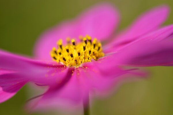 Flor rosa de verano sobre fondo verde