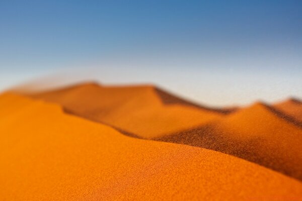 Gran terciopelo en el desierto caliente