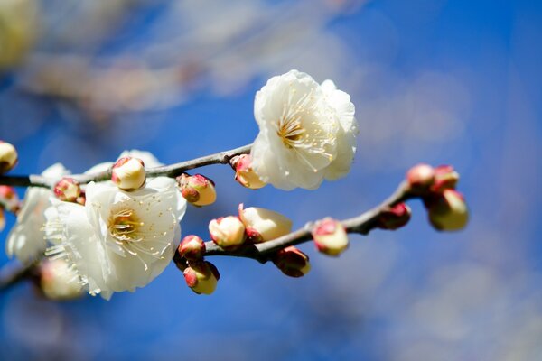 Cherry blossoms on the fog of the blue sky