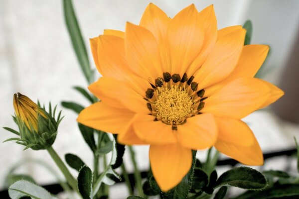 Gentle, fabulous, beautiful gerbera