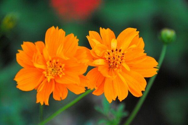 Frühlingsblumen leuchten mit Knospe