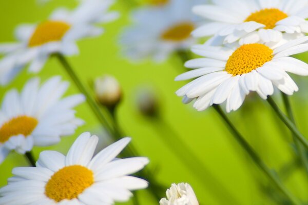 Huge daisies on a green background