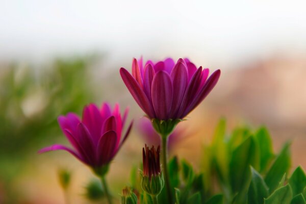 Bellissimi fiori viola in estate