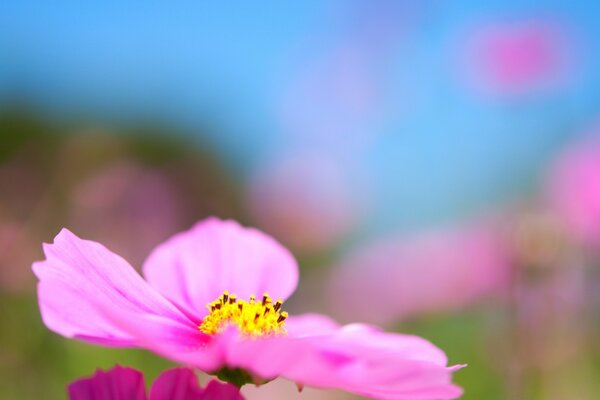 Flor rosa sobre fondo brillante