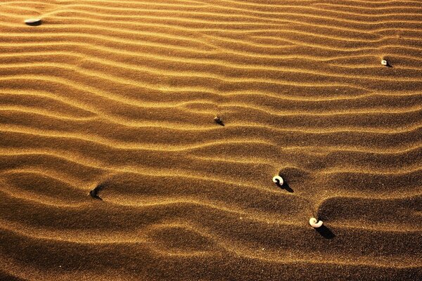 Dunes in the golden sands of the desert