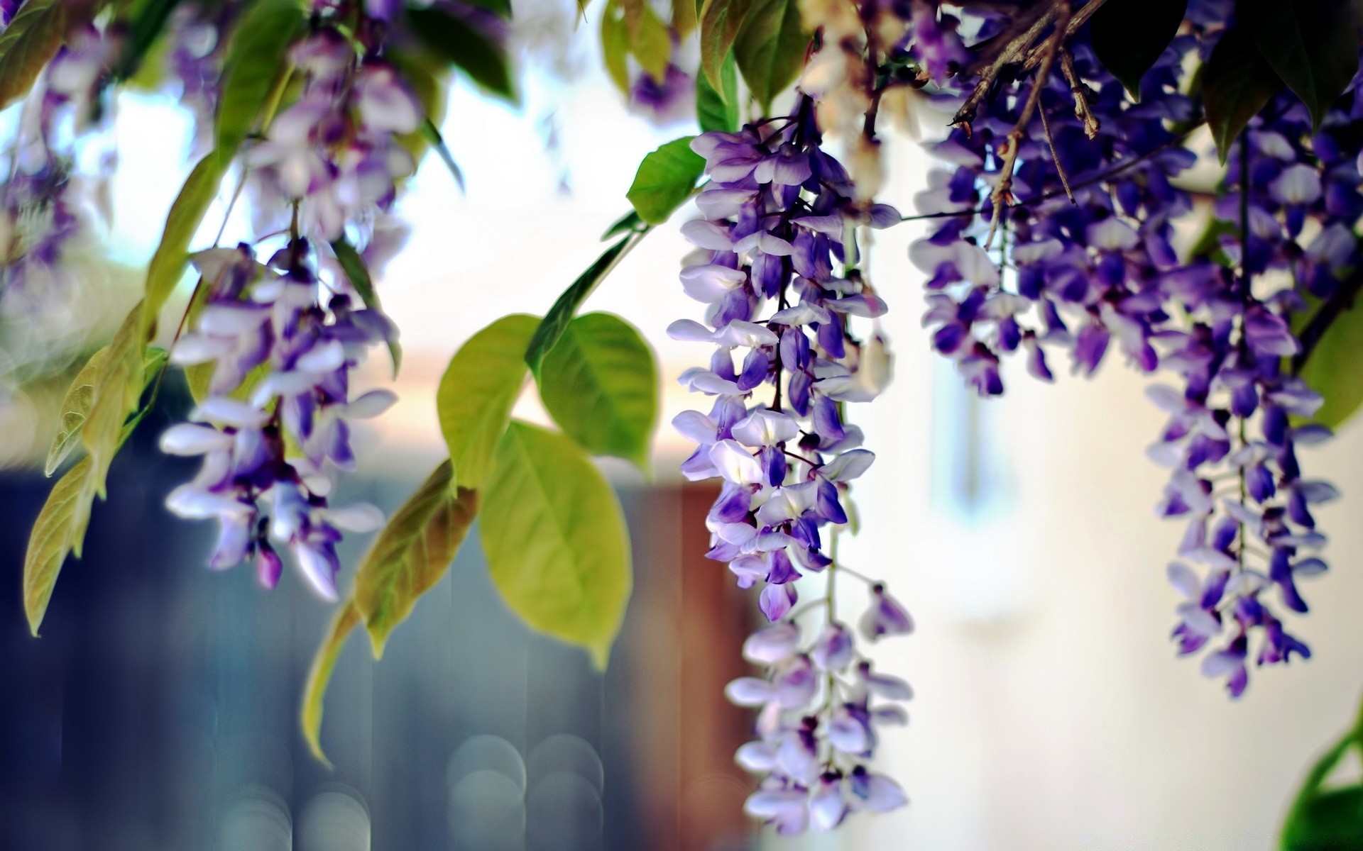 flowers nature flora flower leaf summer garden floral blooming petal outdoors violet season growth wild color branch fair weather lavender blur