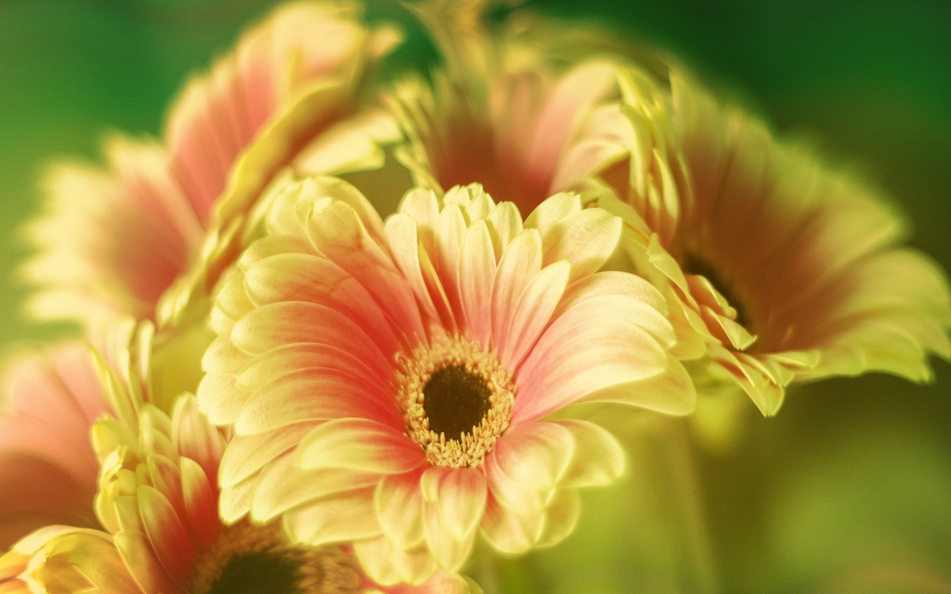 flowers flower nature flora color summer floral beautiful garden leaf close-up petal bright blooming gerbera growth head