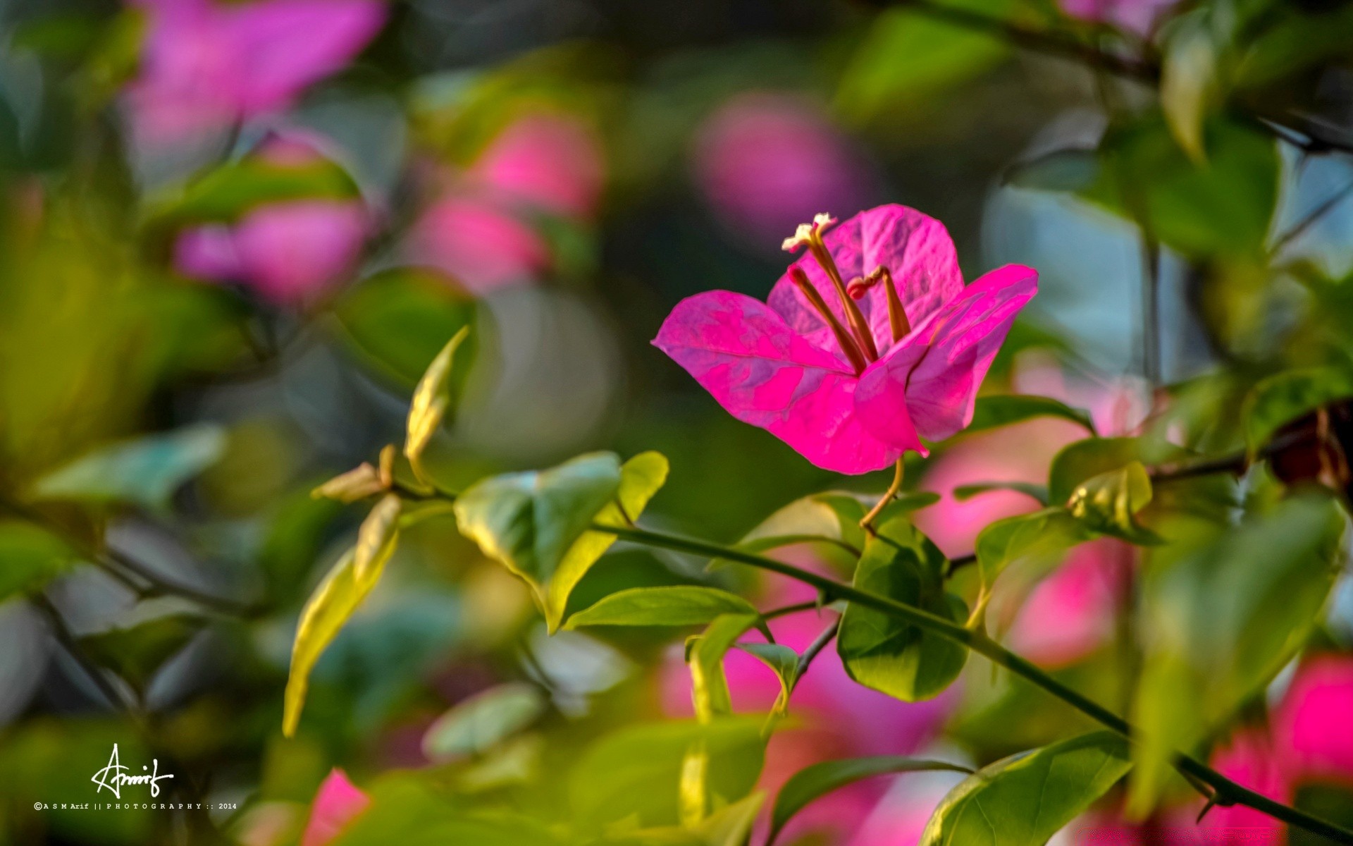 flowers nature leaf flower flora garden summer growth bright outdoors color tropical shrub