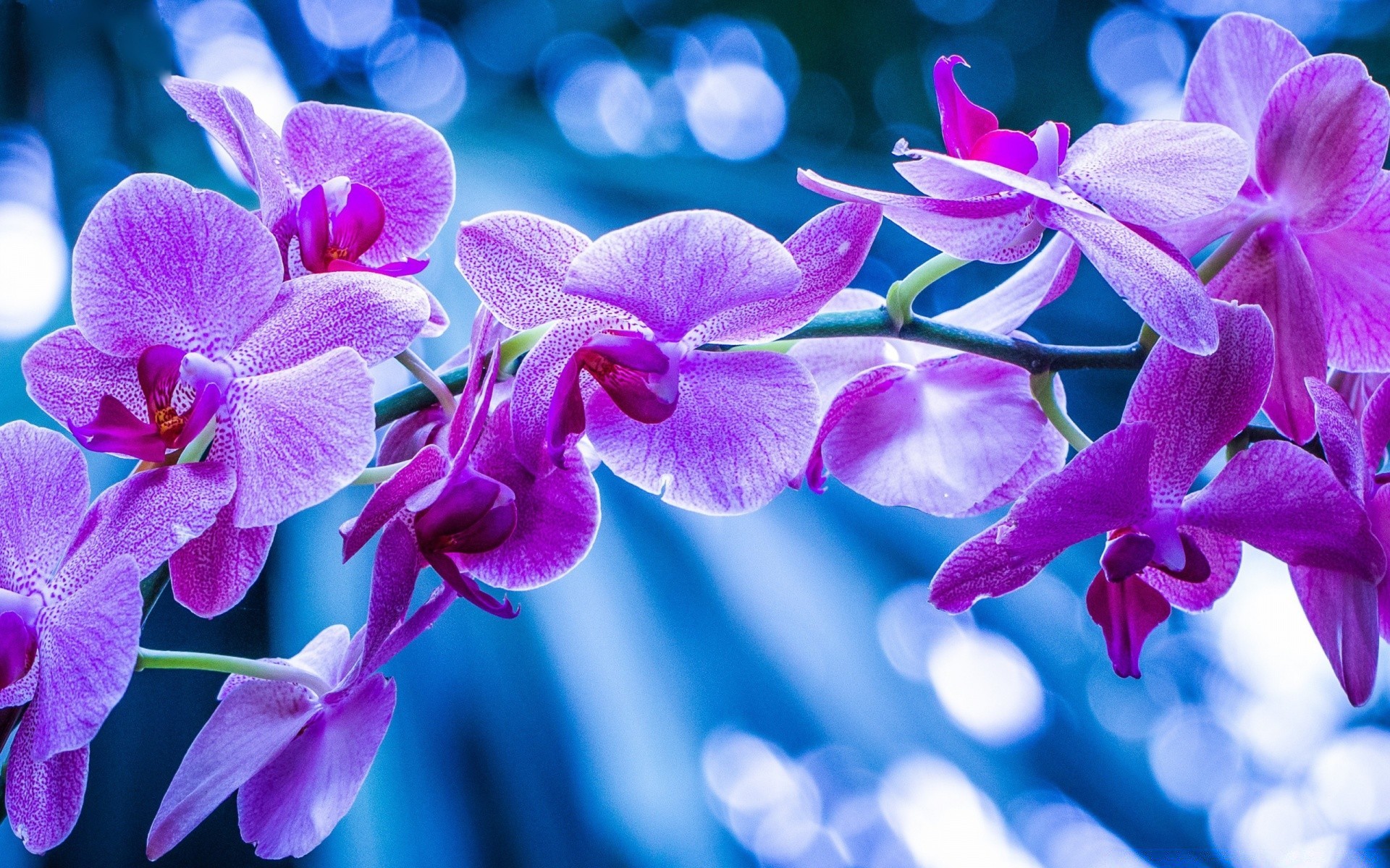 花 花 植物 自然 热带 花瓣 花园 花 盛开 叶 明亮 颜色 异国情调 美丽 紫罗兰 夏天 浪漫 蝴蝶兰 植物 装饰