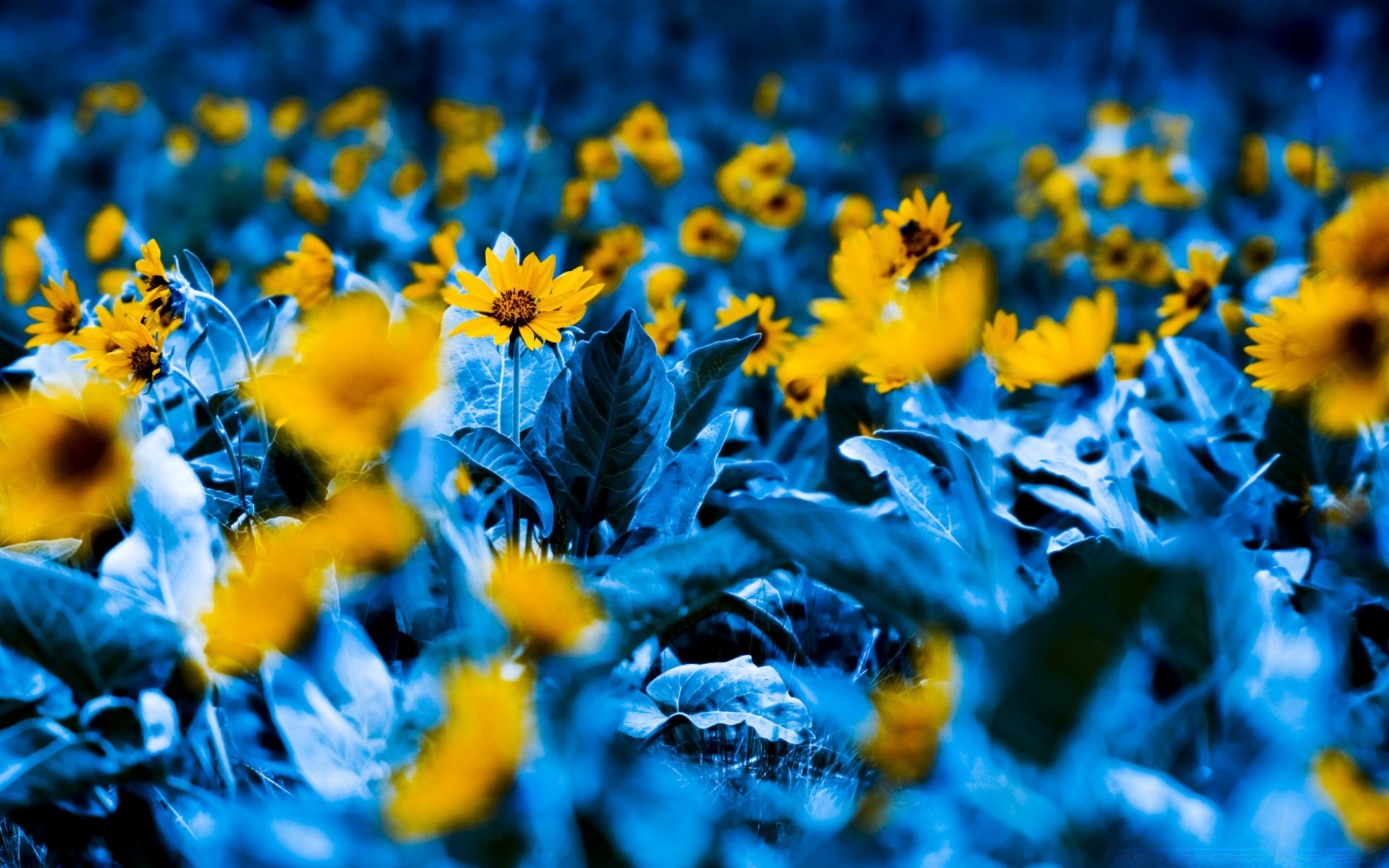 flowers flower nature flora bright color season leaf summer floral field garden desktop beautiful close-up vibrant petal sun outdoors fair weather blooming