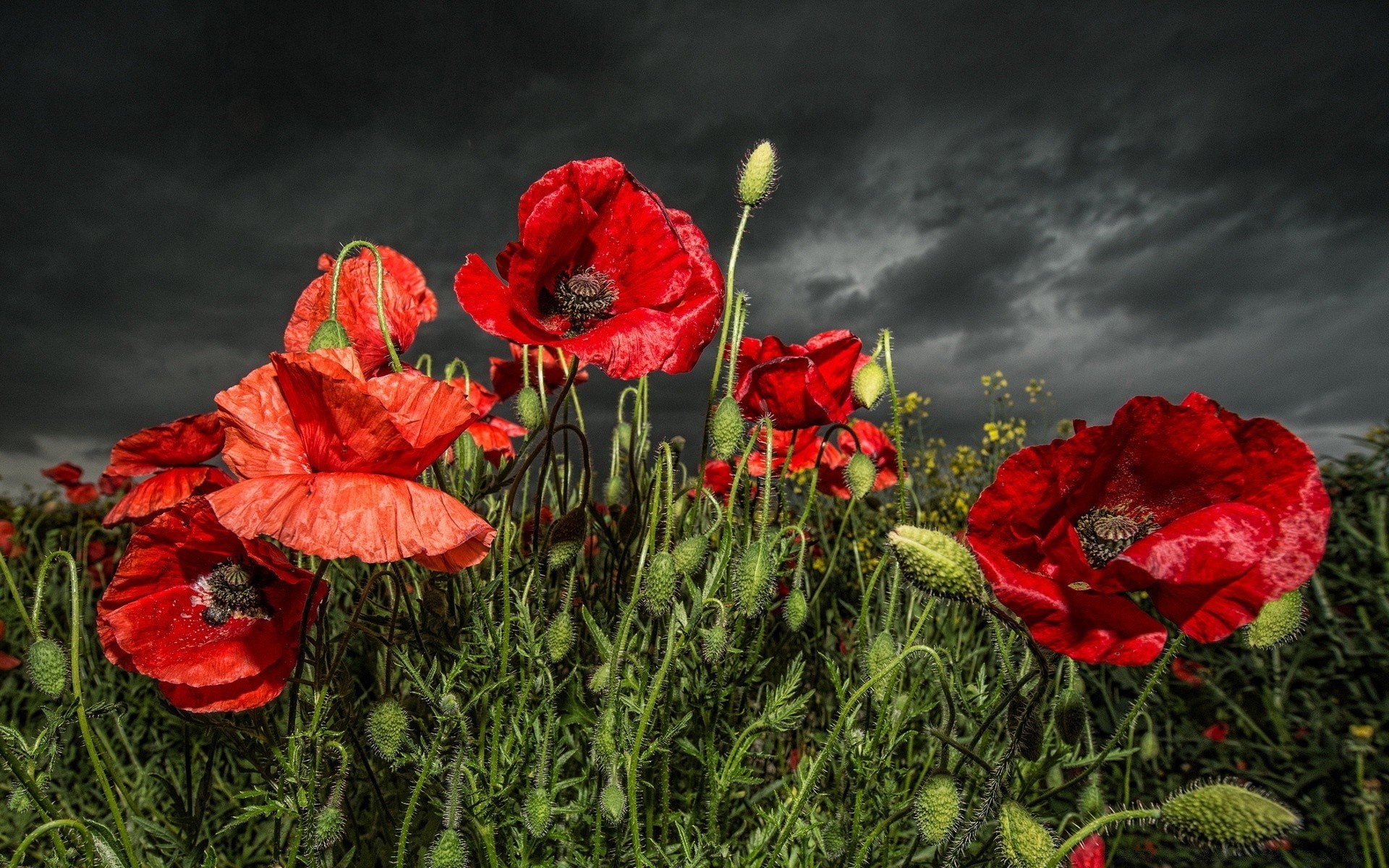 flowers flower poppy nature flora field summer garden floral leaf blooming petal color grass hayfield season bright outdoors rose sun